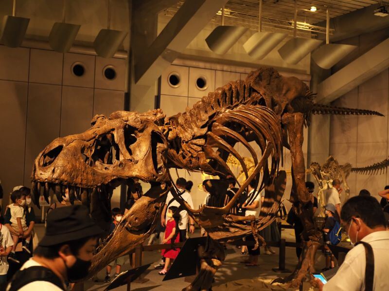 ティラノサウルス展の復元骨格展示